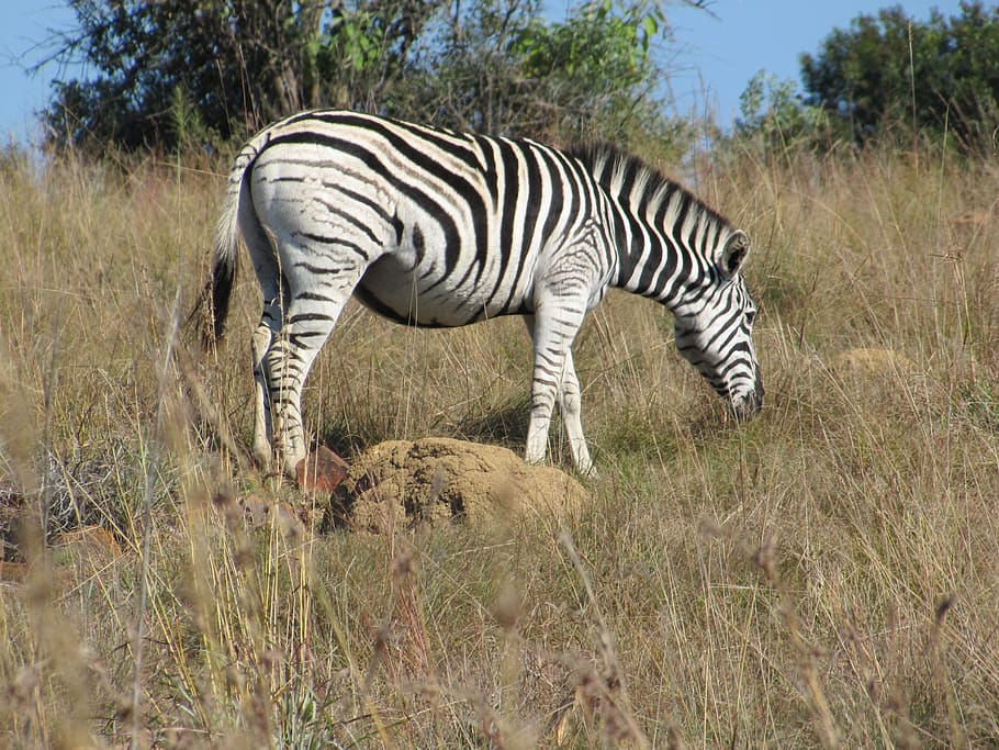 zebra, animal, bush, plant, striped, animal wildlife, animal themes HD wallpaper