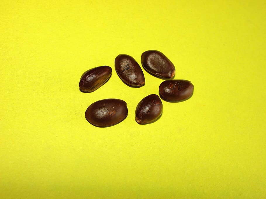 nature, seed, grain, food and drink, studio shot, still life HD wallpaper