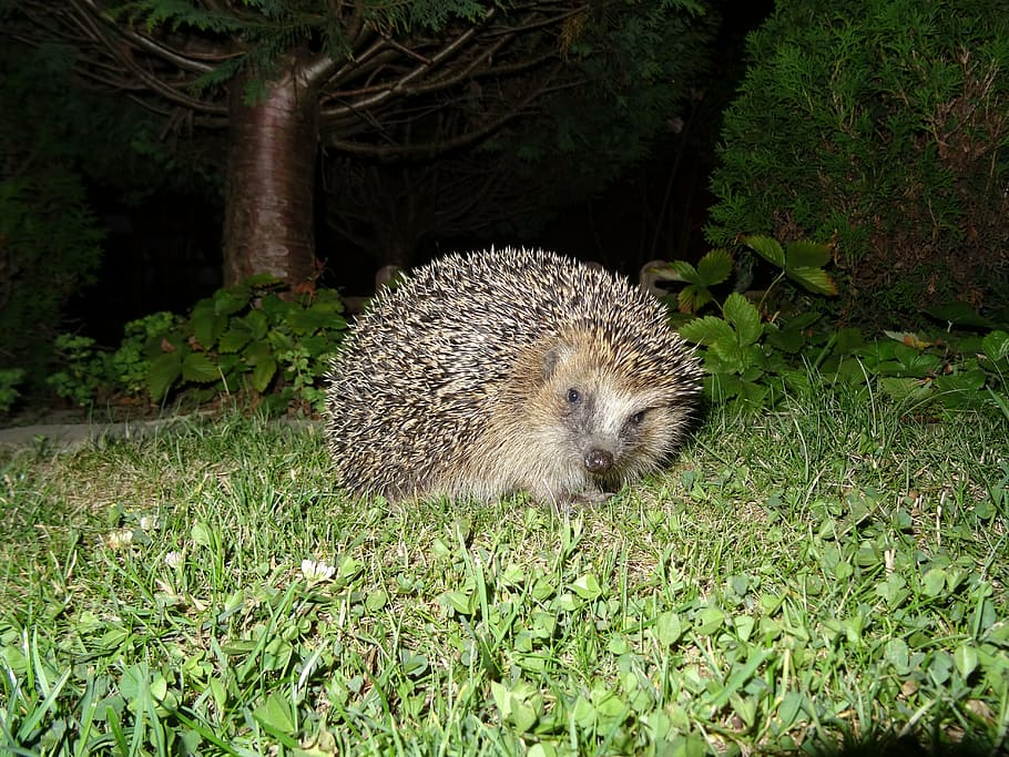 hedgehog, garden, night, animal wildlife, animal themes, mammal HD wallpaper