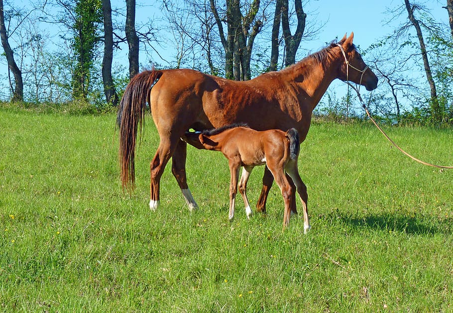 brown horse on green grass field during day time, pure arab blood