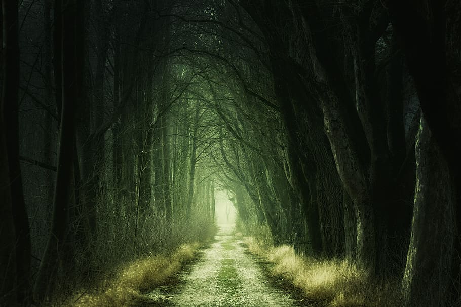 green leaf forest painting, secret, darkness, nature, tunnel, HD wallpaper