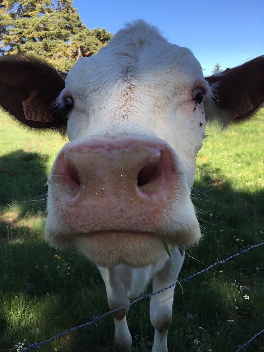animals, cows, cattle, livestock, domestic, domestic animals HD wallpaper