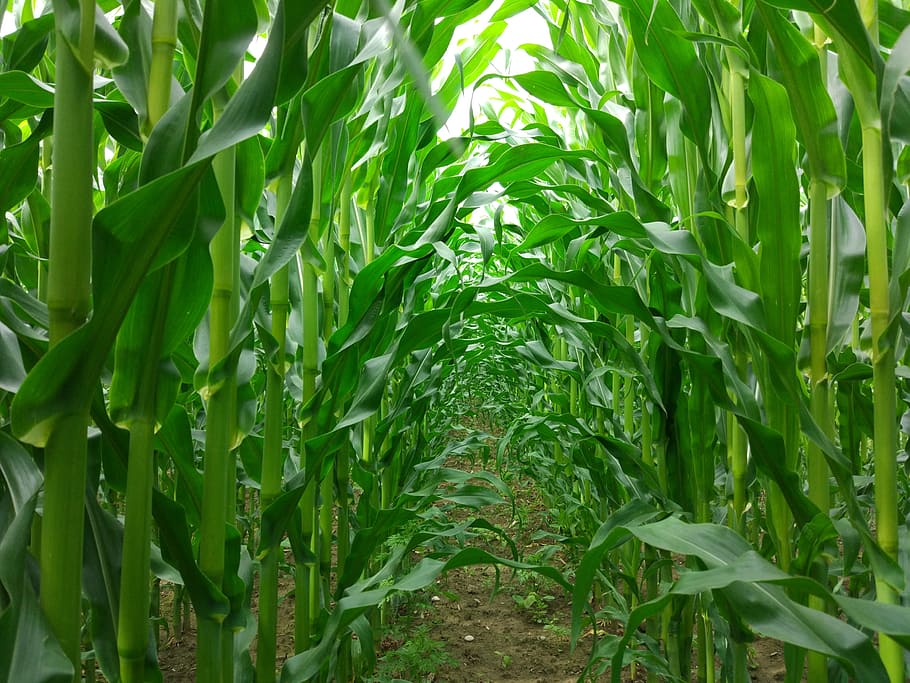 Corn, Passage, Field, Dahl, green color, agriculture, growth HD wallpaper