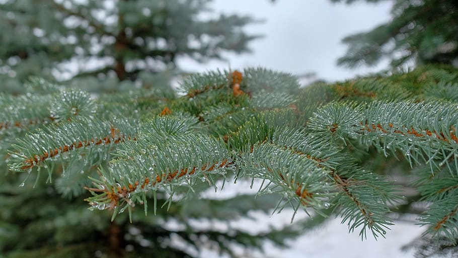 winter, pine, tree, spruce, needle, evergreen, coniferous tree HD wallpaper