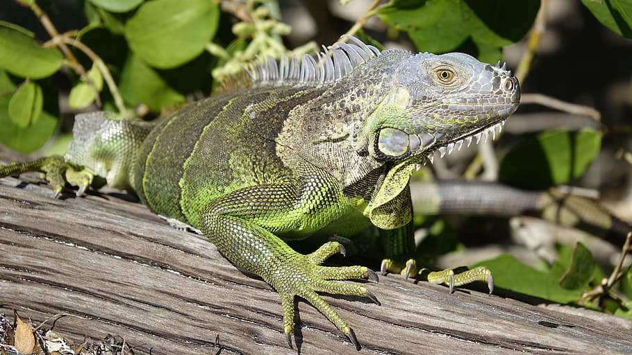 iguana, lizard, reptile, dragon, reptilian, animal themes, animal wildlife HD wallpaper