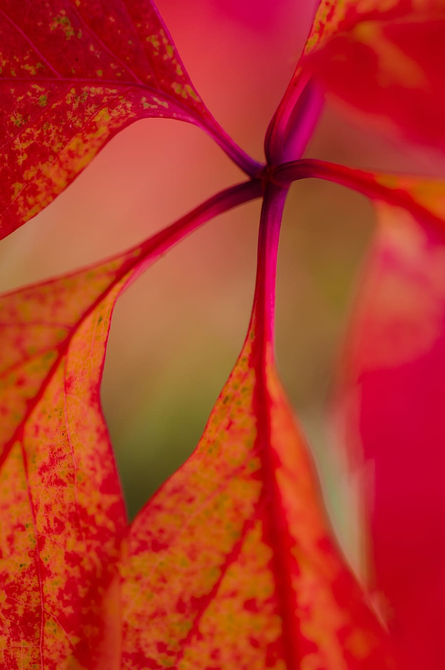 macro, nature, red, leaves, autumn, star, plant, close, macro photography HD wallpaper