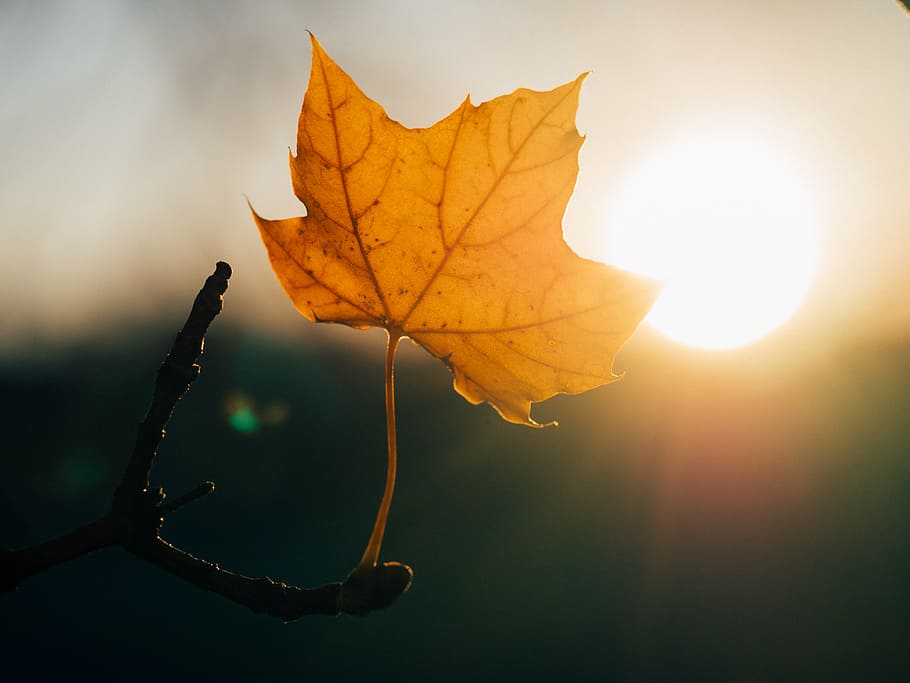 selective focus photography of brown single maple leaf, sunshine HD wallpaper