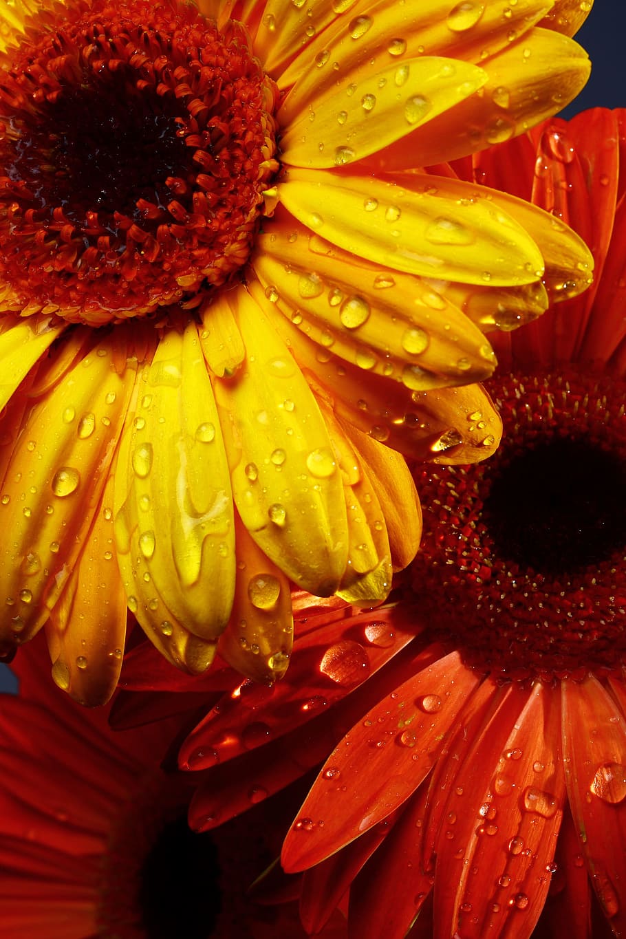 yellow sunflower in micro shot, red, daisy, beautiful flower HD wallpaper
