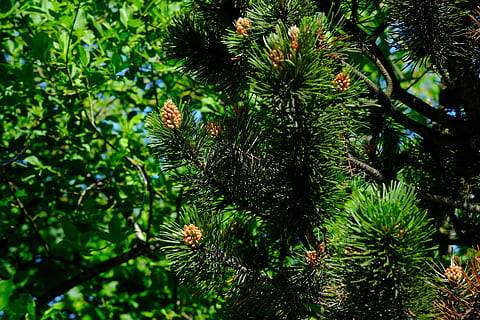 Spruce, Conifer, Forest, Nature, Tree, brown, green, needles HD wallpaper
