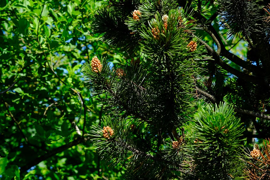 Spruce, Conifer, Forest, Nature, Tree, brown, green, needles HD wallpaper