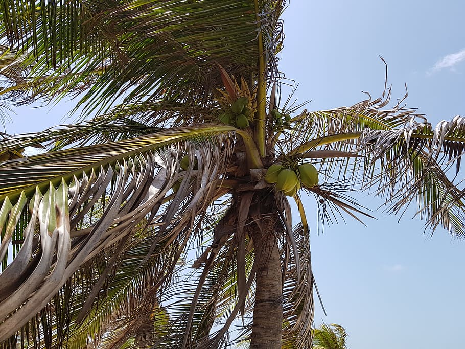 arecaceae, tropical, tree, coco, holidays, exotic, nature, plant HD wallpaper