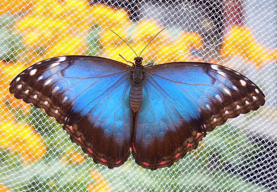 Butterfly, Flower, blue, one animal, insect, animal themes HD wallpaper