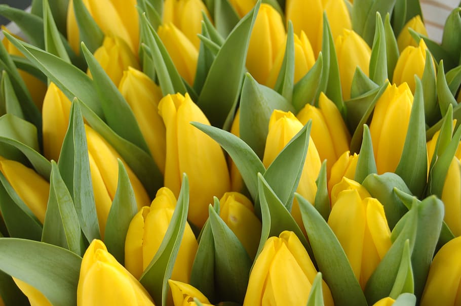 tulip, nature, flower, yellow, freshness, plant, full frame HD wallpaper