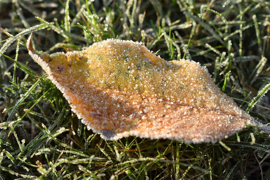 frost, mature, cold sheet, frozen, nature, leaves, sunny, autumn