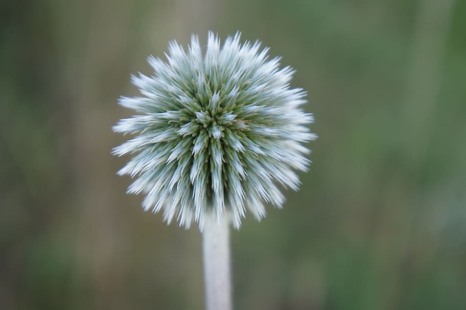 flower, round, thistle, nature, plant, flowering plant, fragility HD wallpaper