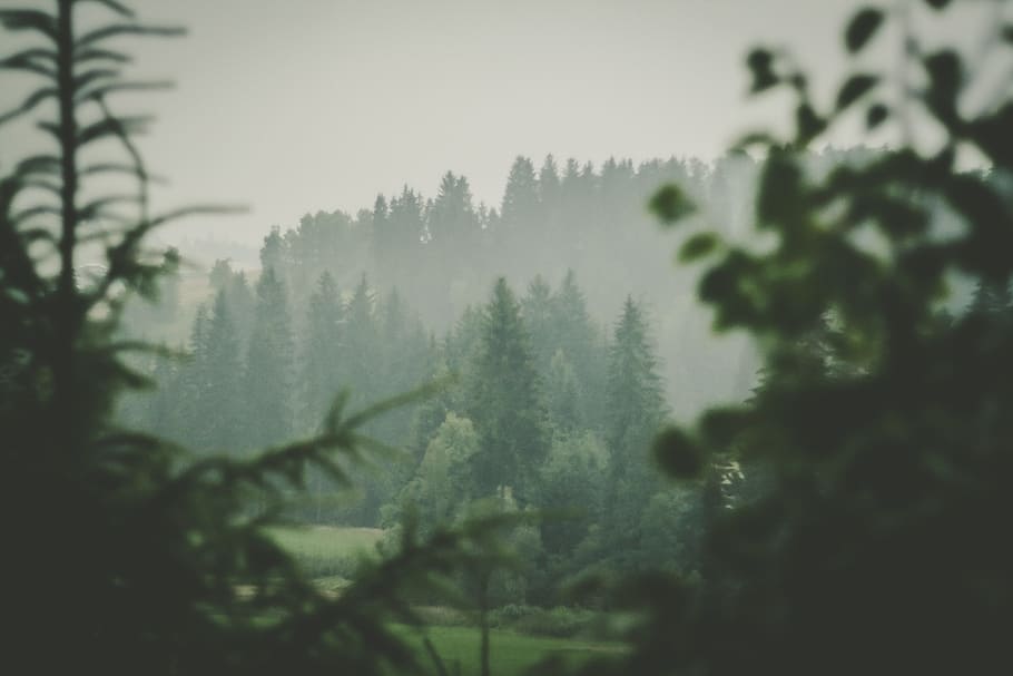 forest, view, rainy, nature, landscape, natural, green, mountain HD wallpaper