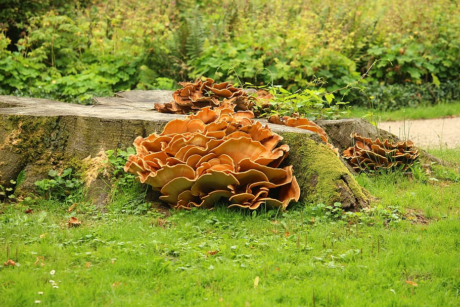 mushroom, tree stump, park, wood, dead tree, nature, plant HD wallpaper