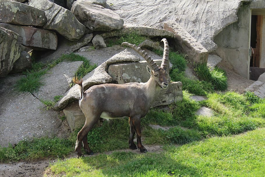 Capricorn, Enclosure, park, one animal, animal themes, day HD wallpaper