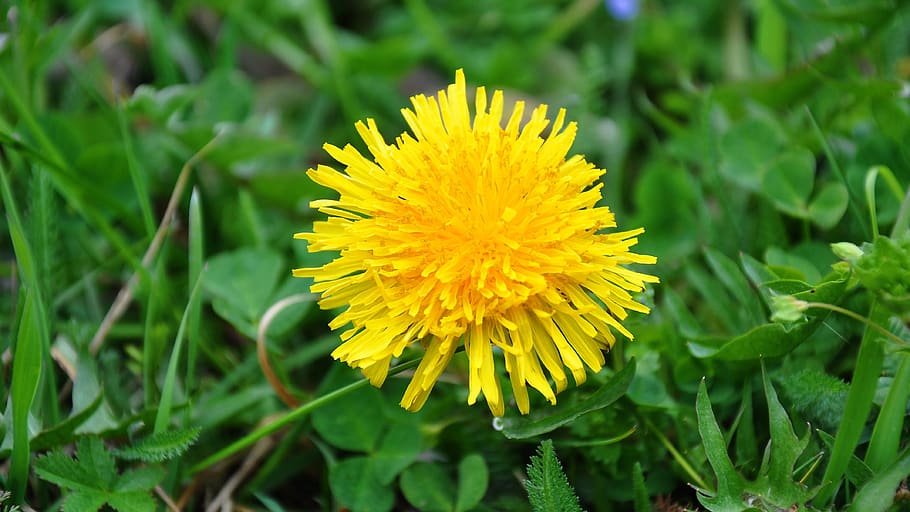 dandelion, yellow flower, spring, flowering plant, beauty in nature HD wallpaper