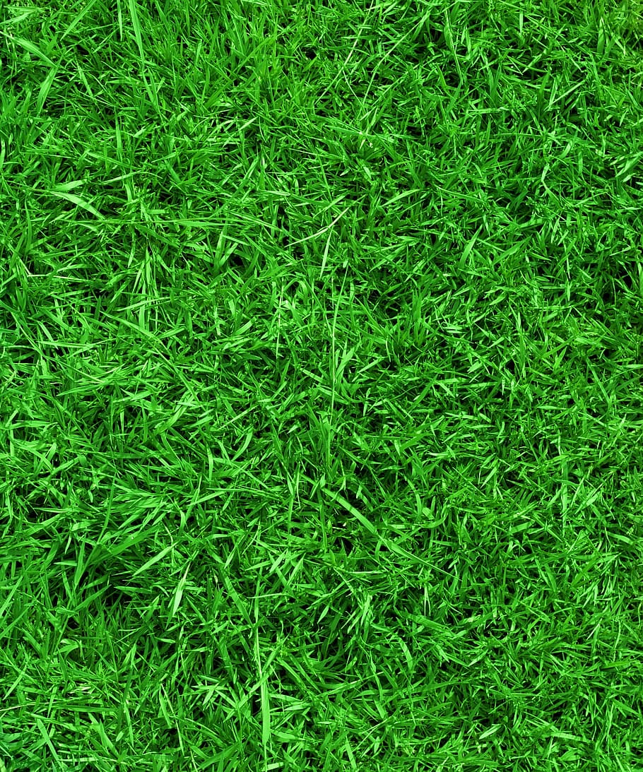 green, grass, easter, nature, spring, field, egg, garden, green color HD wallpaper