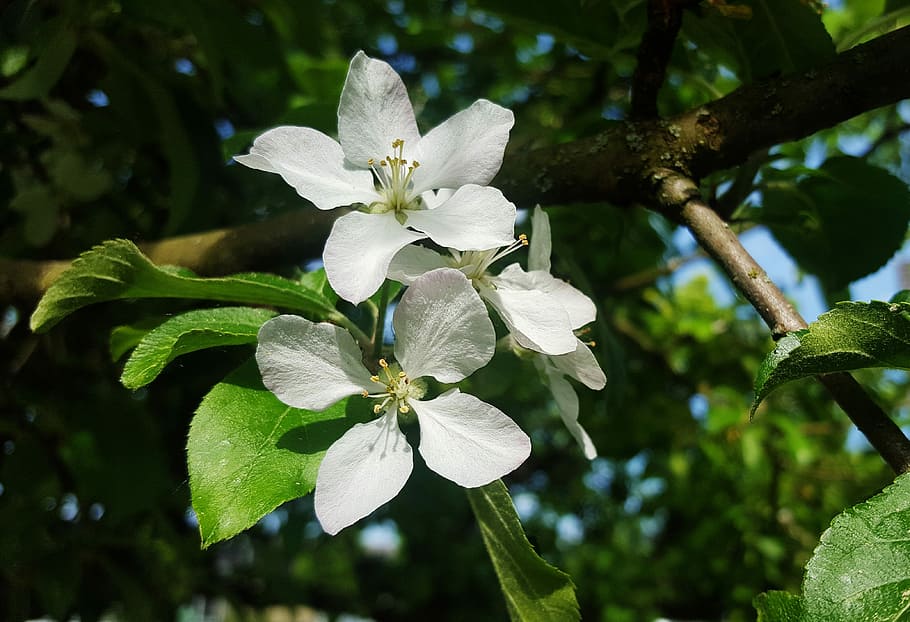 apple, blossom, bloom, spring, sunny, petals, garden, close HD wallpaper