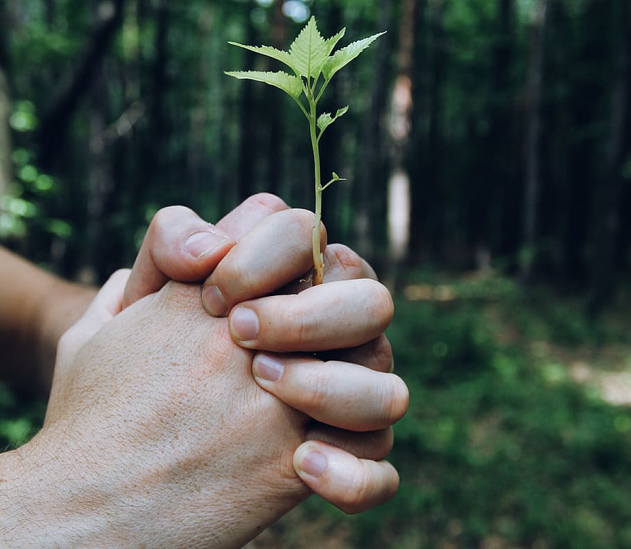 selective focus photography of person holding leafed plant HD wallpaper
