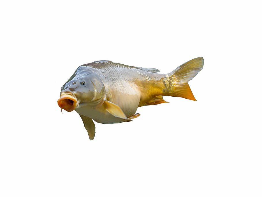 gray and orange fish on white background, carp, angler, fischer HD wallpaper