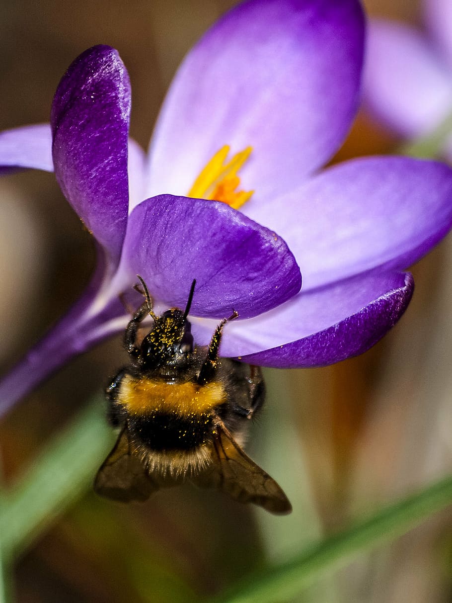 fictional, hummel, insect, nature, animal, invertebrate, flower HD wallpaper