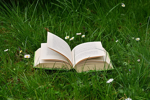 book on green grass during daytime, meadow, read relax, daisy HD wallpaper