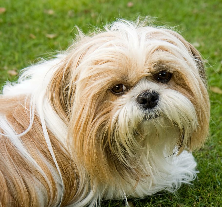 adult tan Maltese, dog, shih tzu, cute, animal, close-up, face