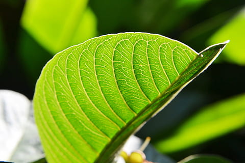 guava leaf, sunlight, fresh, new, pure, relax, green, greenish HD wallpaper