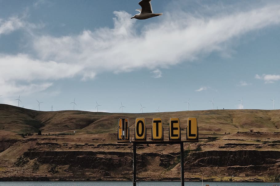 gull flying above motel signage, hotel signage beside body of water under blue and white sky HD wallpaper