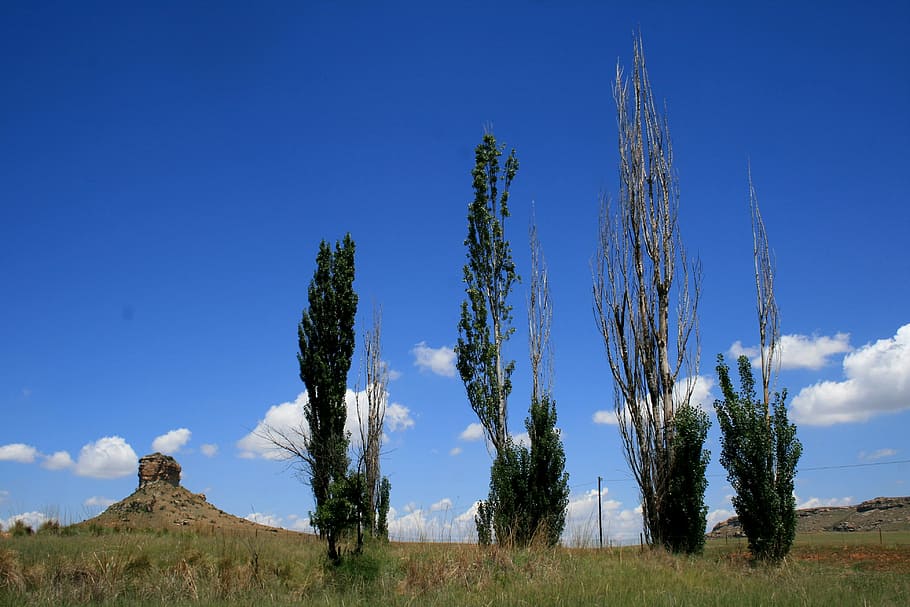four poplars, tall, scragly, thin, veld, outcrop, sky, clouds HD wallpaper