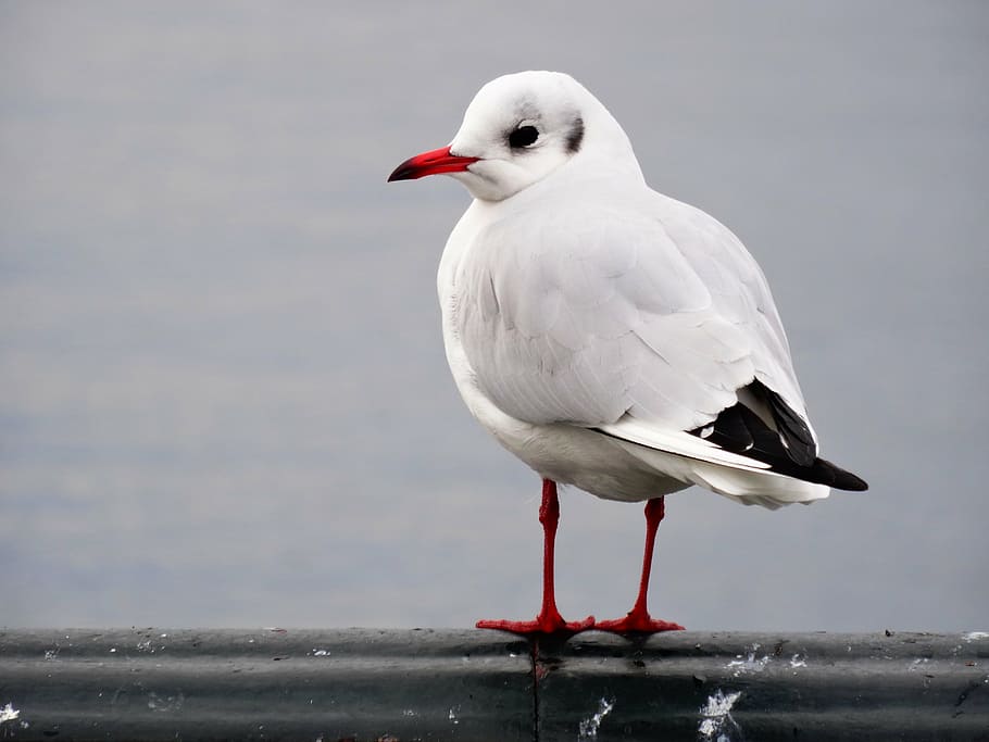 seagull, bird, portrait, close, animal themes, vertebrate, animals in the wild HD wallpaper