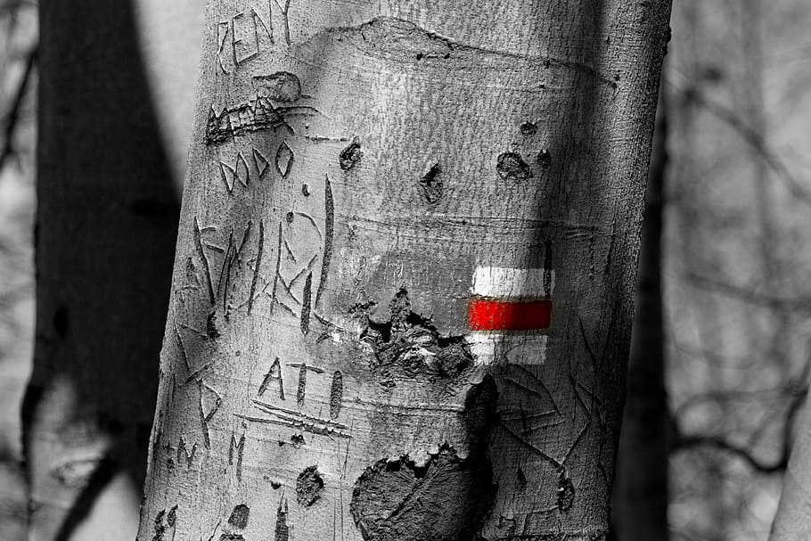 gray and black textile, photo of tree trunk, carving, flag, graffiti HD wallpaper