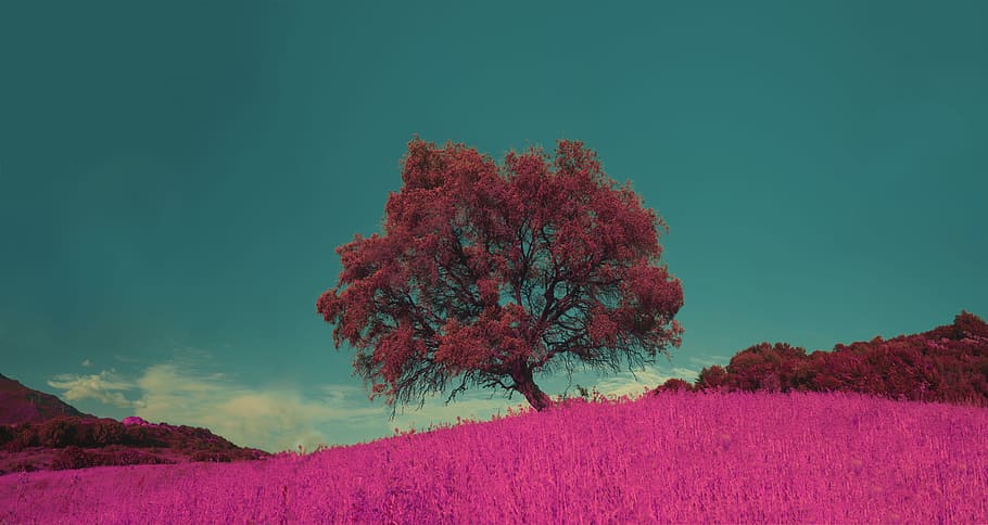 pink leafed tree under the blue sky, red leaves tree near mountain during daytime HD wallpaper