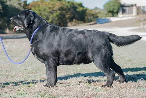 Labrador retriever best sale black price