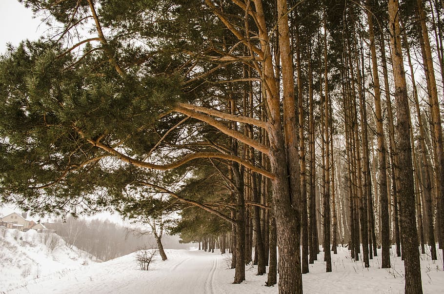 tree, winter, wood, snow, nature, landscape, season, weather HD wallpaper