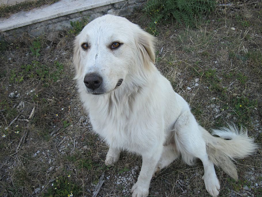 dog, white, pet, animal, garden, laying, mountain, maremma, HD wallpaper