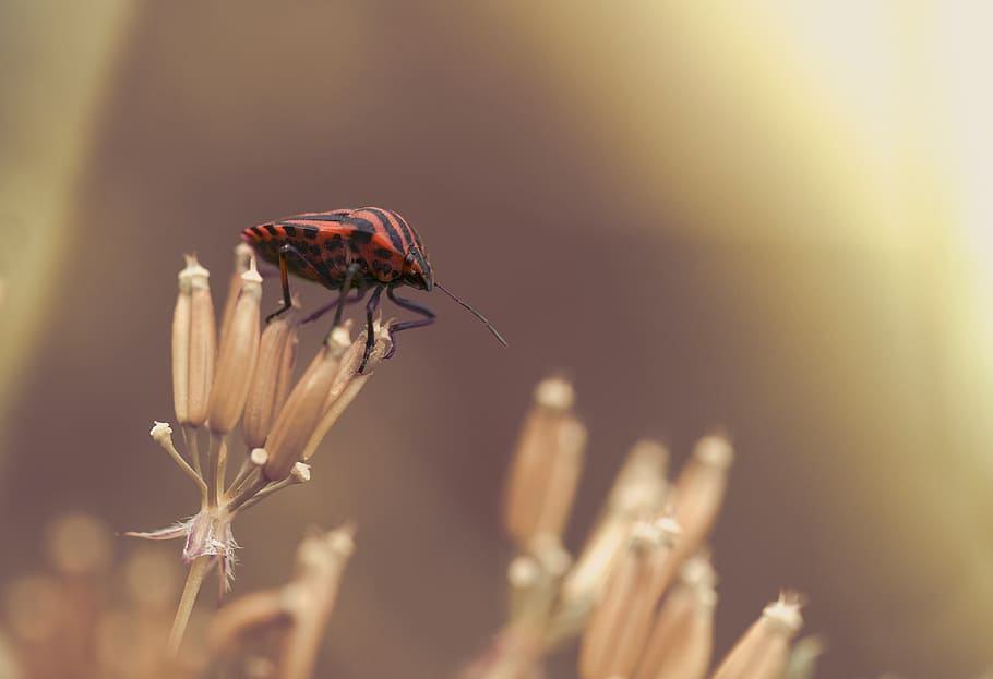 strip bug, insect, striped, nature, insect photo, macro, close HD wallpaper