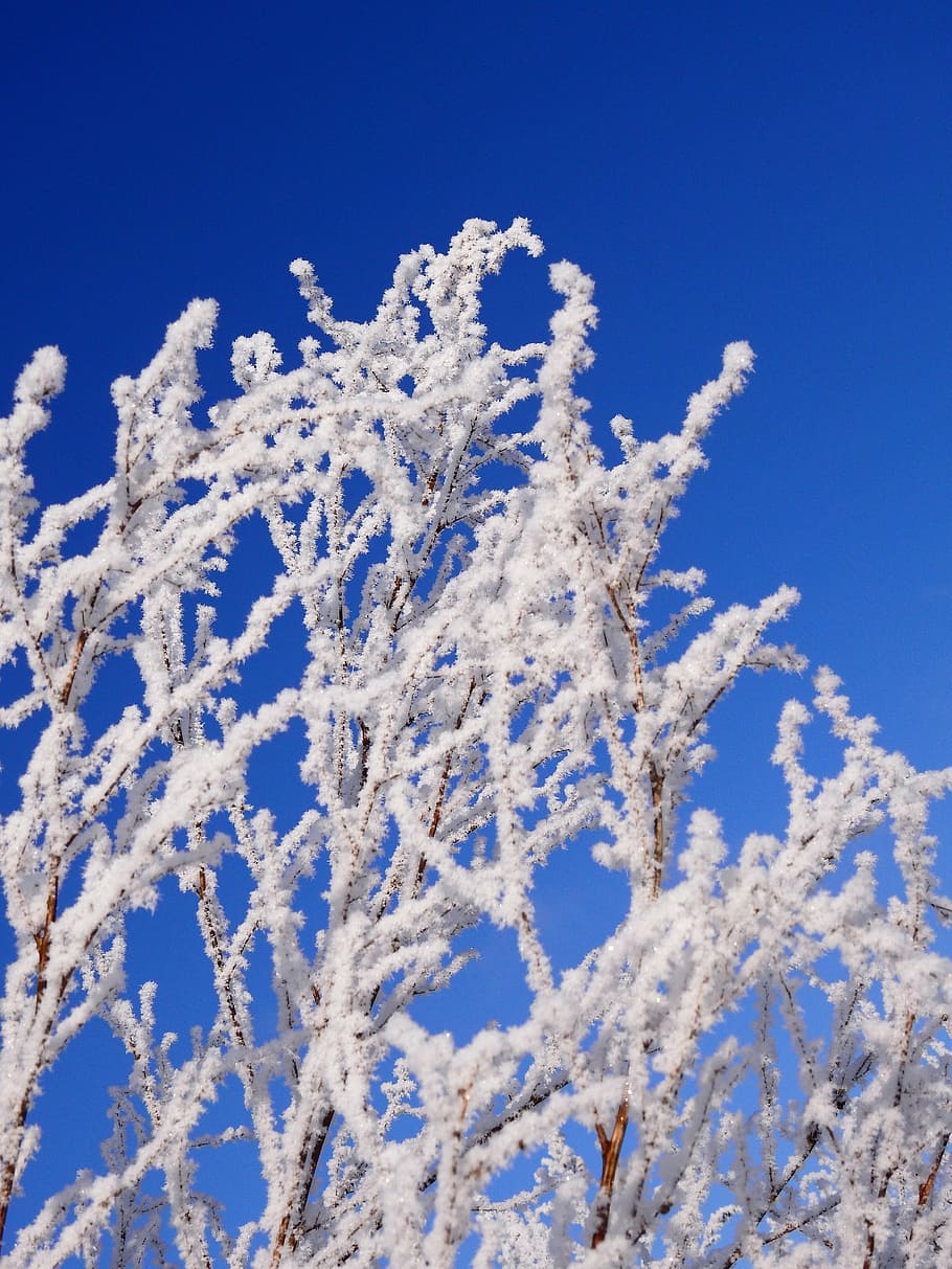 winter, cold, ice, snow, wintry, hoarfrost, ripe, blue, sky HD wallpaper
