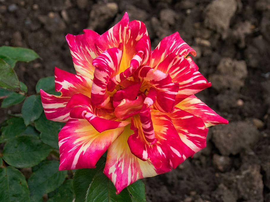 rose, harry wheatcroft, caribia, floribunda, flowers, red, yellow HD wallpaper