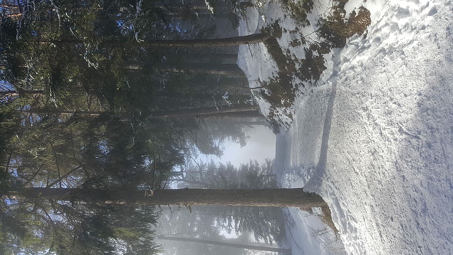 Snowy forest road, snow trails surrounded by trees, path, cold HD wallpaper
