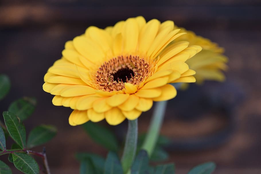 Gerbera, Flower, Orange, schnittblume, orange flower, close HD wallpaper