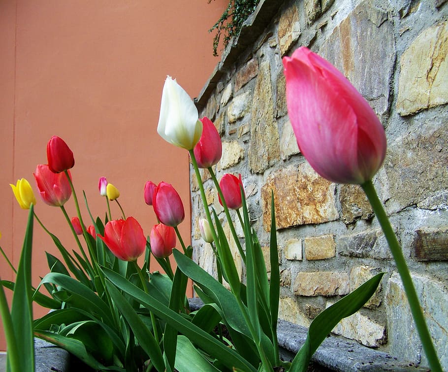 HD wallpaper: Tulips, Spring, Flower, Onion, spring flower, onion ...