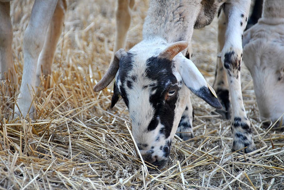 Sheep, Goat, Nature, Flock, Farm, Animal, farm animal, wool HD wallpaper