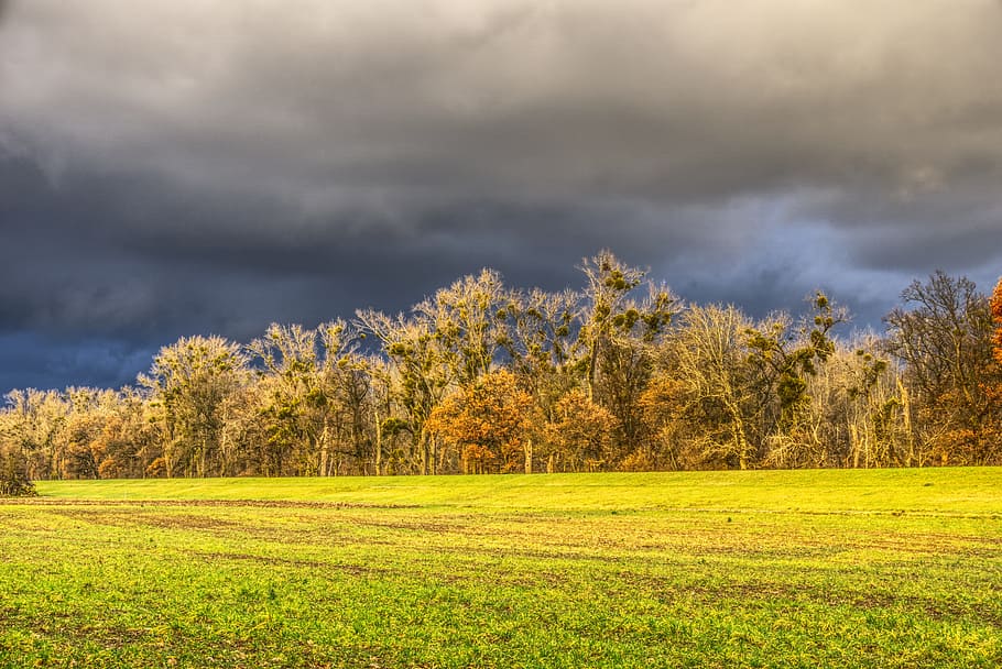 trees, canopy, meadow, green, sunlight, abendstimmung, twilight HD wallpaper