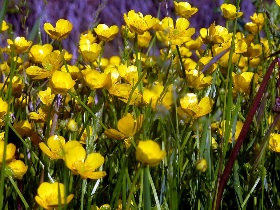flowers, spring, yellow, nature, petals, flowering, buttercup HD wallpaper