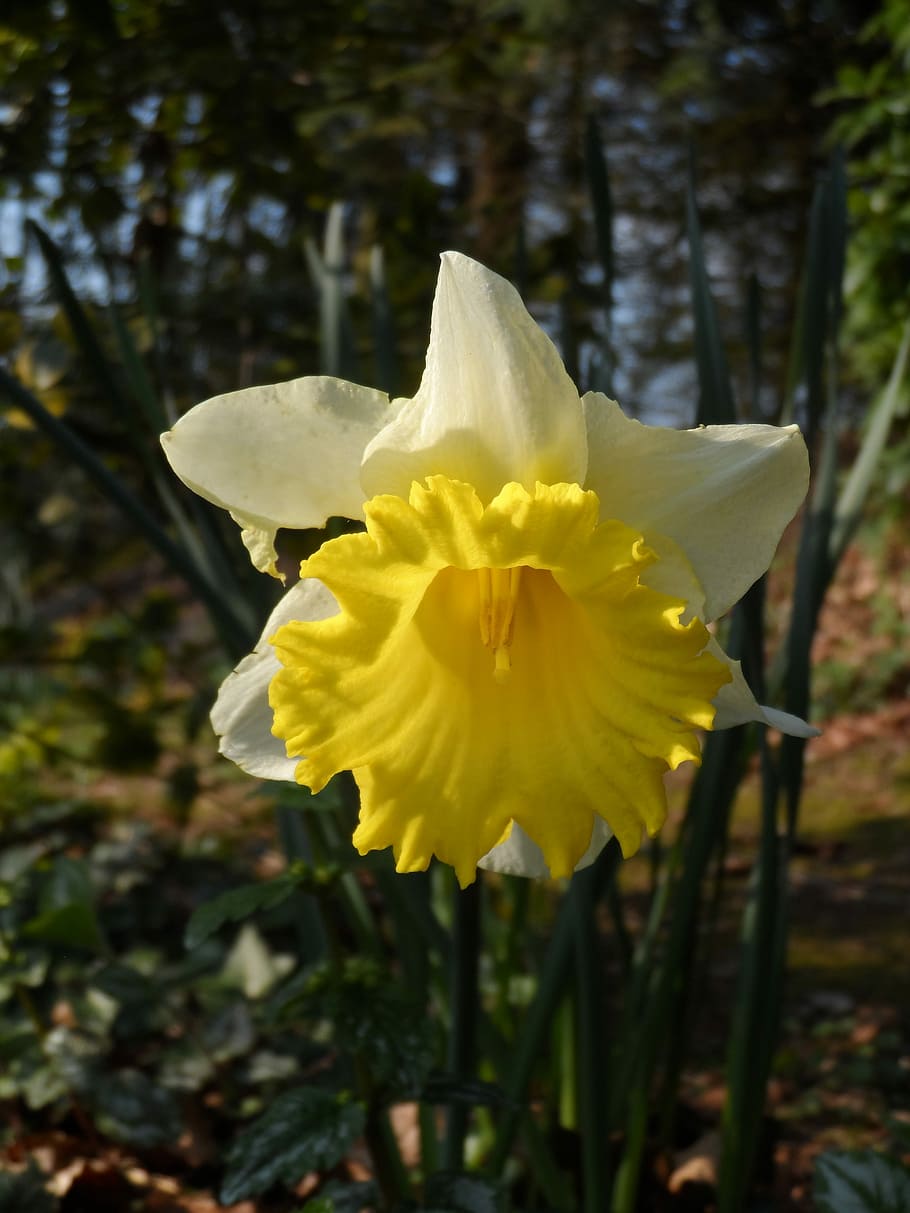 Narcis, Spring, Flower, Yellow, Nature, curved, yellow flower HD wallpaper