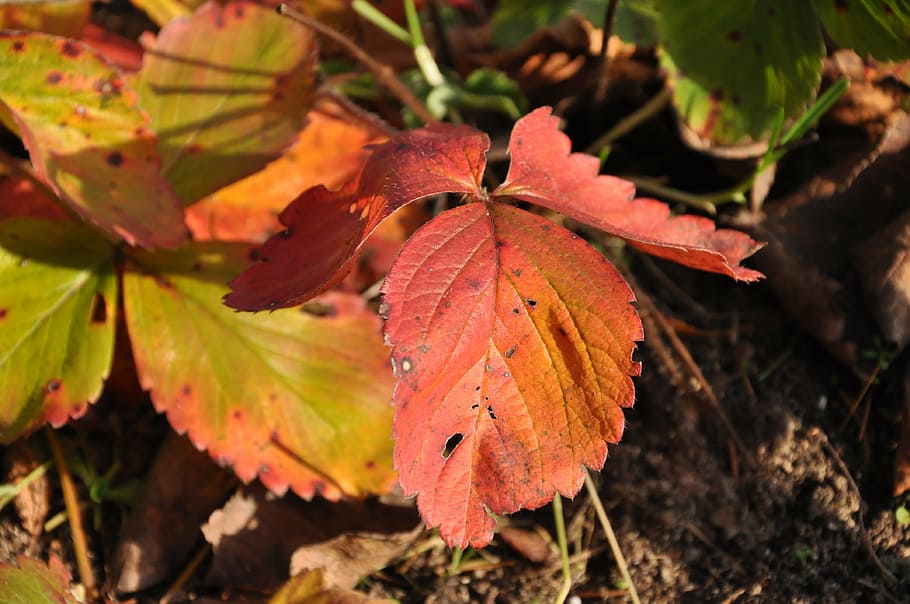 leaf, autumn, nature, red, garden, plant part, change, close-up HD wallpaper